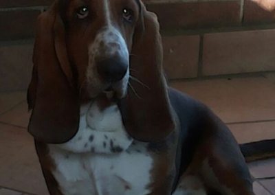 Cucciolo di basset hound seduto sul pavimento che guarda l'obiettivo con sguardo dolce