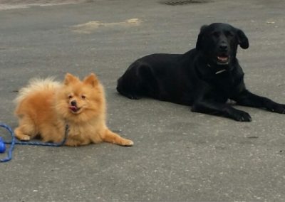 Uno spitz arancione e un labrador nero accucciati insieme sul piazzale