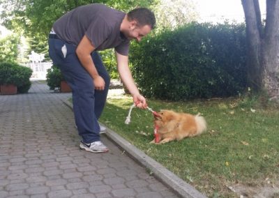 Conduttore gioca con un piccolo spitz arancione lungo un vialetto in giardino