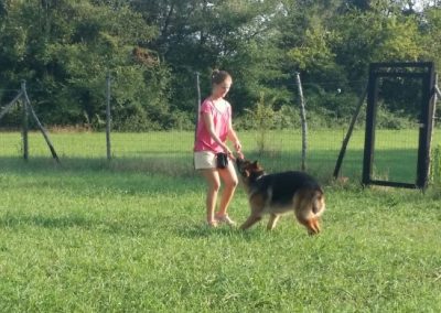 Ragazza lavora alla condotta con un pastore tedesco su un ampio prato recintato