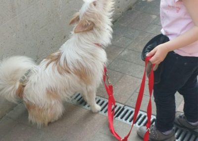 Bambina tiene al guinzaglio rosso un piccolo cane bianco durante una passeggiata in citta