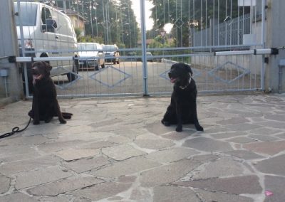 Due cani neri seduti in posizione di resta davanti al cancello del centro cinofilo