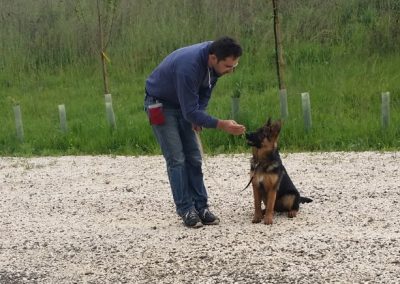 Conduttore premia con la mano un cucciolo di pastore tedesco seduto su un campo in ghiaia