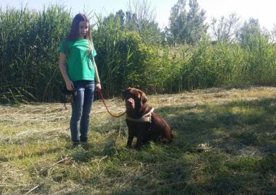 Educatrice con cane da ferma marrone seduto al guinzaglio in un campo soleggiato
