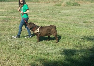 Conduttrice lavora la condotta al guinzaglio con grande cane marrone in pettorina