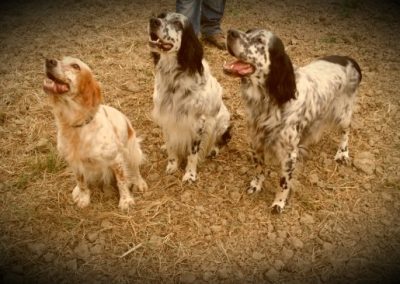 Tre setter inglesi bianchi e arancioni seduti vicini su terreno sabbioso