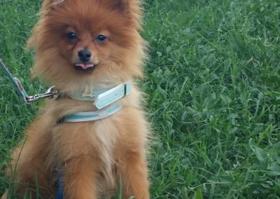 Volpino di Pomerania arancione con pettorina seduto attento sull'erba