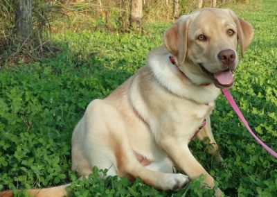 Labrador color sabbia seduto sul prato al guinzaglio rosa tra la vegetazione