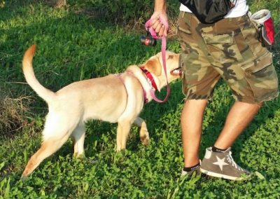 Giovane labrador chiaro gioca al guinzaglio accanto al conduttore sul prato