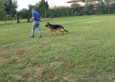 Pastore tedesco segue il conduttore nell'esercizio di condotta sul campo