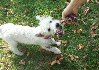 Cagnolino bianco riccioluto gioca a tira e molla con un giocattolo tra le foglie