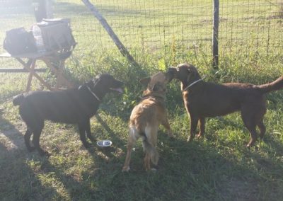 Tre cani di taglia media socializzano insieme in un'area recintata all'aperto