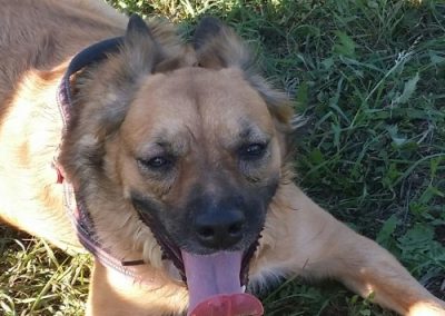 Primo piano di cane fulvo disteso sull'erba con la lingua di fuori e aria gioiosa