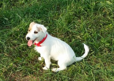 Cucciolo bianco con macchie e collare rosso seduto attento sull'erba
