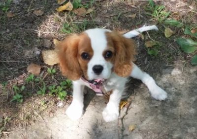 Cucciolo di cavalier king charles spaniel seduto guarda verso l'alto incuriosito