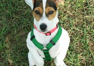 Cucciolo di Jack Russell Terrier seduto sull'erba con pettorina verde durante una lezione