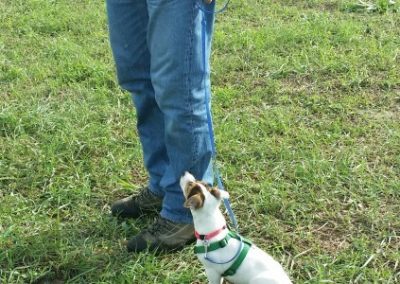 Jack Russell seduto attento ai piedi del conduttore in campo addestramento