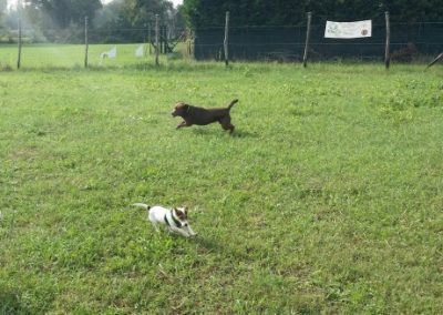 Due cani corrono e giocano insieme nel campo recintato del centro cinofilo