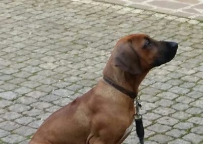 Cucciolo di Rhodesian Ridgeback seduto al guinzaglio su pavimentazione in porfido