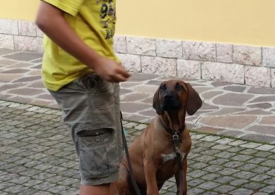 Giovane Rhodesian Ridgeback al guinzaglio accanto al conduttore in maglietta gialla