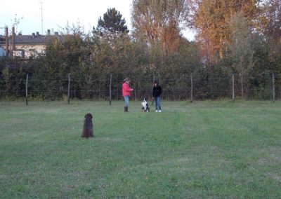 Lezione di richiamo all'aperto con due conduttori e cani nel campo recintato