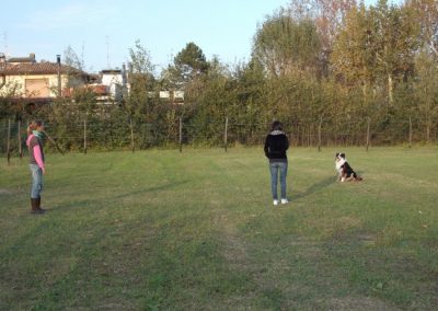Esercizio di resta a distanza con Pastore Australiano e due conduttori sul prato