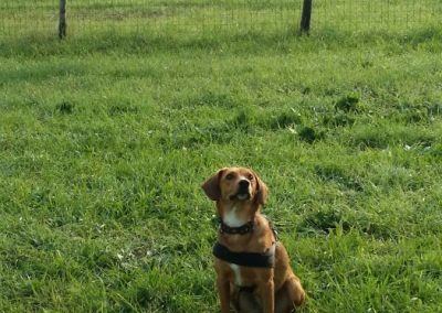 Cane meticcio fulvo seduto sul prato sotto il cartello istruttore cinofilo