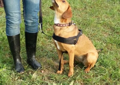 Cane fulvo con pettorina seduto che guarda in alto la proprietaria con stivali