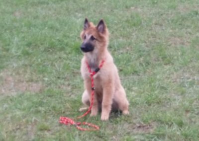 Cucciolo di pastore belga seduto sul prato durante l'addestramento di base