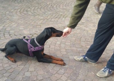 Cucciolo di Dobermann con pettorina riceve un premio dalla mano del conduttore