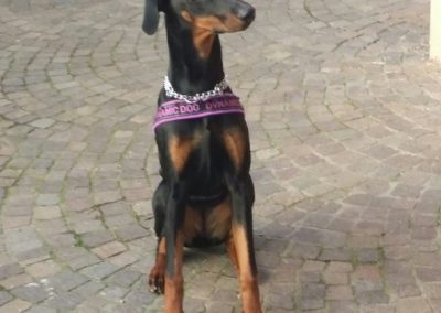 Dobermann seduto su pavimentazione in porfido con bandana del centro cinofilo