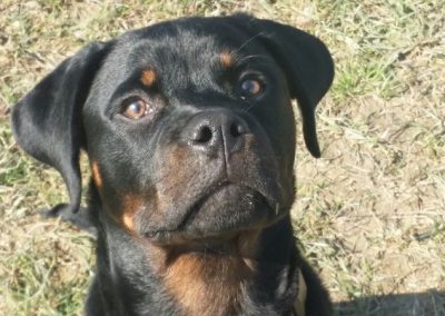 Primo piano di un Rottweiler che guarda l'obiettivo con sguardo attento
