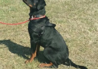 Giovane cane nero focato seduto al guinzaglio sul prato durante la lezione