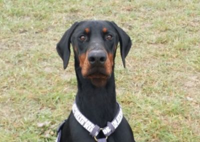 Primo piano di un Dobermann nero focato seduto attento sul prato