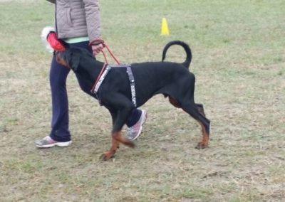 Cane nero focato in posizione di stop al guinzaglio guidato dalla conduttrice