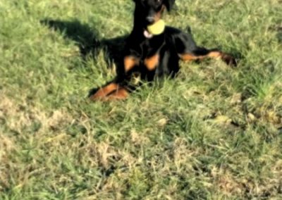 Cane nero focato sdraiato sull'erba che gioca con un riportello