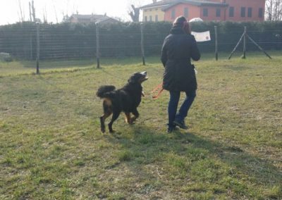 Cane nero a pelo lungo corre festoso verso la conduttrice nel campo recintato