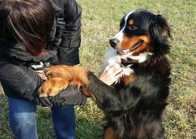 Bovaro del Bernese dà le zampe alla proprietaria durante un esercizio sul prato