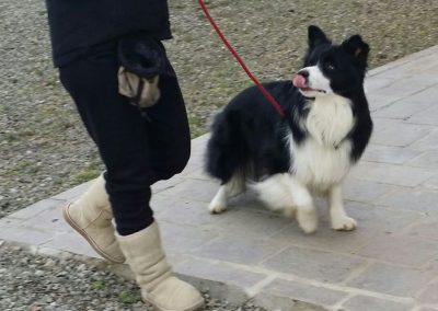 Border Collie bianco e nero al guinzaglio accanto alla conduttrice su un vialetto