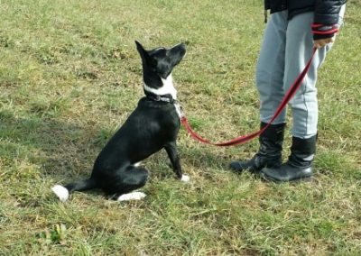 Cucciolo bianco e nero al guinzaglio seduto accanto al conduttore durante l'addestramento
