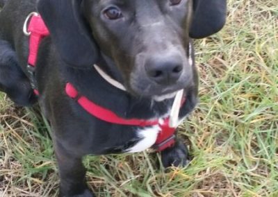 Cucciolo nero con pettorina rossa seduto sul prato che guarda verso l'alto