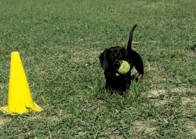 Cane nero corre sul prato riportando una pallina da tennis vicino a un cono giallo
