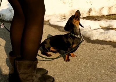 Cucciolo di pinscher al guinzaglio guarda la conduttrice accanto alla neve