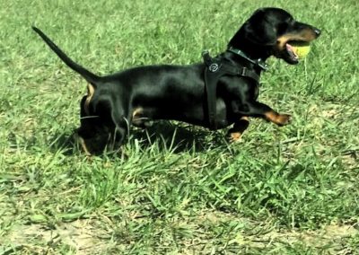 Bassotto nero focato con pettorina corre veloce sul prato verde