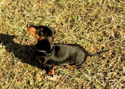 Piccolo bassotto nero focato seduto sull'erba al sole proietta la sua ombra
