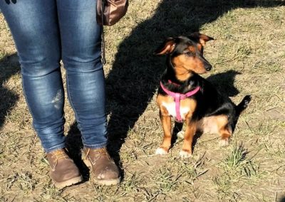 Cagnolino nero focato con pettorina rosa seduto accanto alla proprietaria sul prato