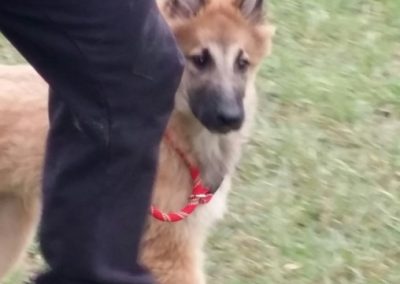 Cucciolo di pastore belga al guinzaglio rosso cammina accanto al conduttore