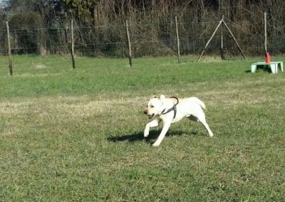 Labrador chiaro corre sul campo recintato del centro cinofilo