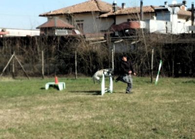 Cane affronta un salto di agility sul campo erboso con case sullo sfondo
