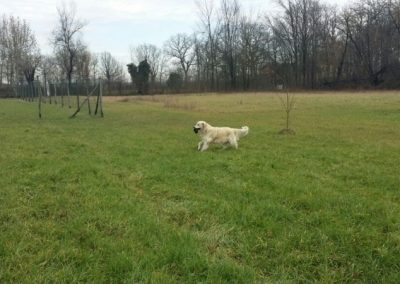 Golden retriever cammina sul prato del campo all'aperto in inverno